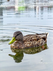 Nature Landscape in Iceland
