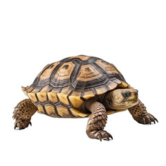 A detailed view of a majestic tortoise on a transparent background showcasing its unique shell patterns