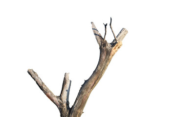 Old and dead tree isolated on white background, Dead tree, wood branch trunk, 
wood branch trunk