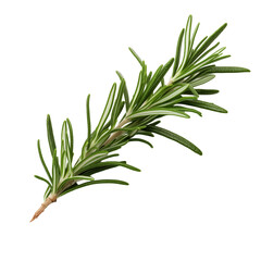 Fototapeta premium Fresh rosemary sprig against a light background, showcasing its vibrant green needles