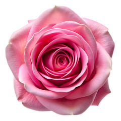 pink rose top view isolated on transparent background