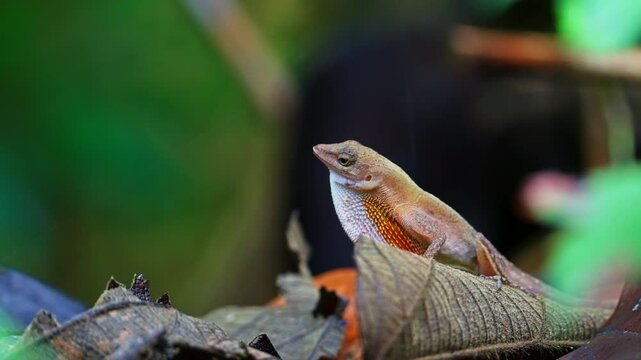 Anole showing its dewlap
