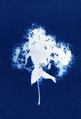 Plant skeleton. Plant silhouette. Silhouettes of plant on a blue background. Alternative photography.