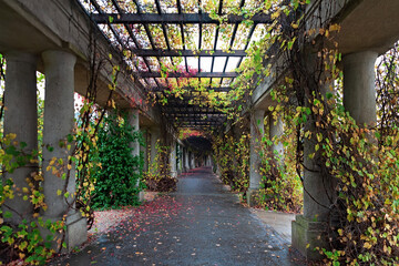 Colonnade walkway with ivy columns and fallen leaves near Centennial Hall in Wroclaw, Poland