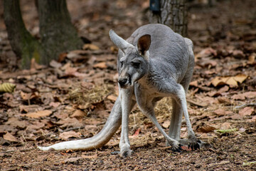 Fototapeta premium kangaroo At Chiang mai night Safari