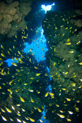 Red Sea Underwater Wonders: Scuba Diving, Marine Life, Corals & Sea Creatures