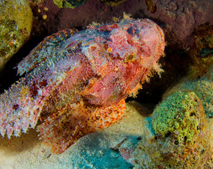 Red Sea Underwater Wonders: Scuba Diving, Marine Life, Corals & Sea Creatures