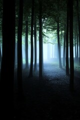 Obraz premium Forest with trees and a path with eerie lighting at night with fog