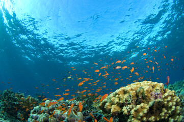 Red Sea Underwater Wonders: Scuba Diving, Marine Life, Corals & Sea Creatures