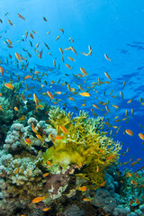 Red Sea Underwater Wonders: Scuba Diving, Marine Life, Corals & Sea Creatures