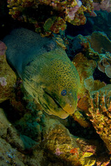 Red Sea Underwater Wonders: Scuba Diving, Marine Life, Corals & Sea Creatures