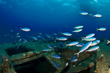 Red Sea Underwater Wonders: Scuba Diving, Marine Life, Corals & Sea Creatures