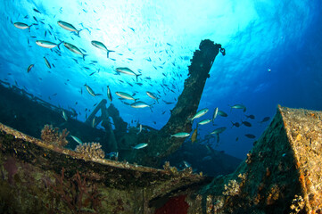 Fototapeta premium Red Sea Underwater Wonders: Scuba Diving, Marine Life, Corals & Sea Creatures