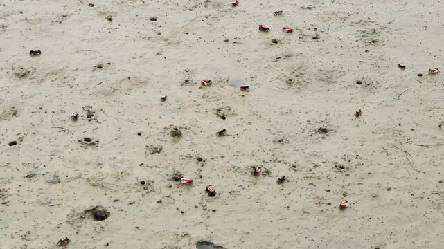 It is a small and cute fiddler crab that lives in the mud or sand of the coast.해안가 진흙이나 모래에 사는 작고 귀여운 농게 입니다.