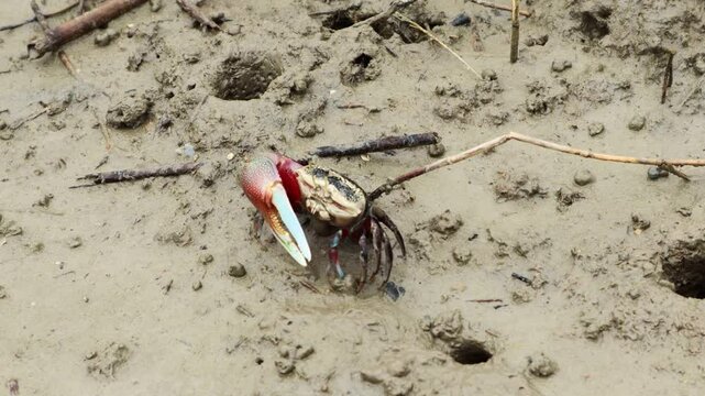 It is a small and cute fiddler crab that lives in the mud or sand of the coast.해안가 진흙이나 모래에 사는 작고 귀여운 농게 입니다.