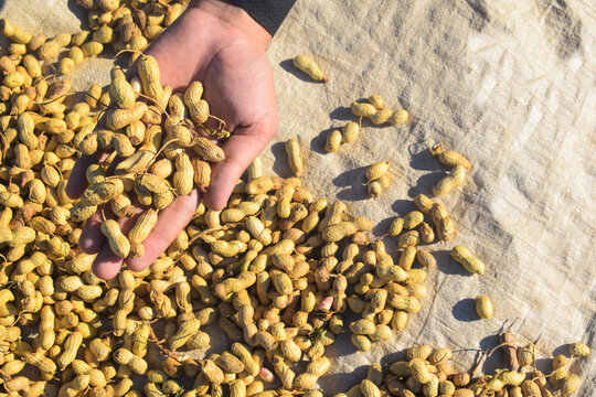 Person holding Peanuts with shell. Fresh groundnuts in hands, Hand holding peanuts with blurred background of pile of peanuts, blue sky and nature, Peanuts on hand