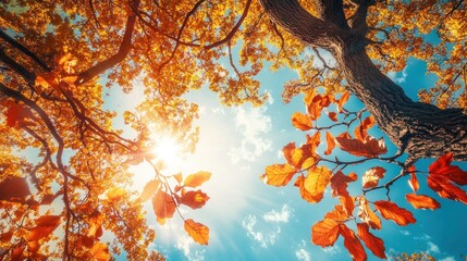 A vibrant autumn scene with sunlight filtering through colorful leaves and branches.