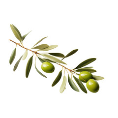 Fresh green olive branch with leaves, showcasing ripe olives against a light background