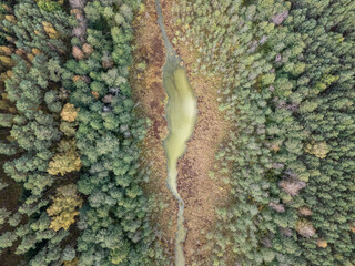 Top-Down Aerial View of Narrow Green Stream Surrounded by Forest and Wetlands