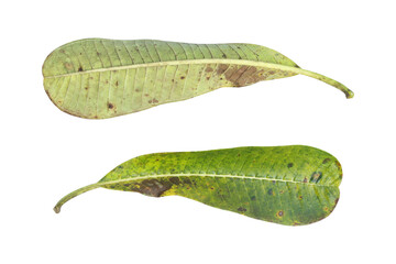 Dry frangipani leaves isolated on transparent background