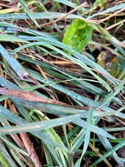 close-up dew on autumn withered grass