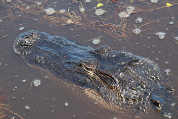 Parc national des Everglades, Floride