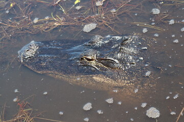 Parc National des Everglades, Floride