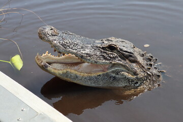 Parc National des Everglades, Floride