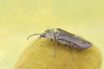 A click beetle foraging on a moss-covered rock. This insect has the scientific name Oxynopterus audouini.