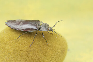 A click beetle foraging on a moss-covered rock. This insect has the scientific name Oxynopterus audouini.