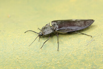 A click beetle foraging on the mossy ground. This insect has the scientific name Oxynopterus audouini.