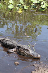 Parc National des Everglades, Floride