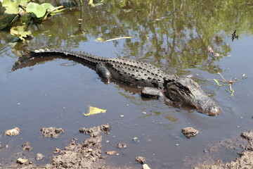 Parc National des Everglades, Floride