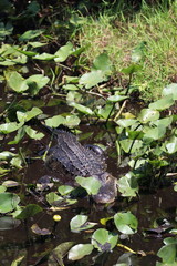 Parc National des Everglades, Floride
