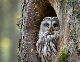 A curious owl peeking from its hollow in a tree during tranquil forest morning hours