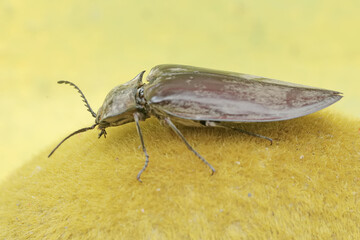 A click beetle foraging on a moss-covered rock. This insect has the scientific name Oxynopterus...