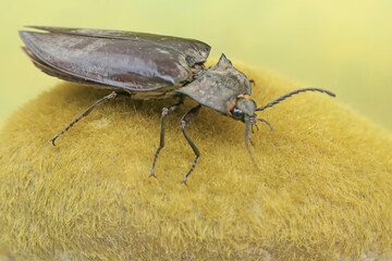 A click beetle foraging on a moss-covered rock. This insect has the scientific name Oxynopterus audouini.