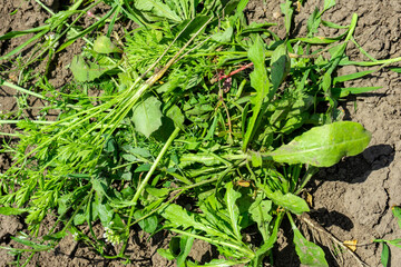 A pile of uprooted weeds on the ground under sunlight