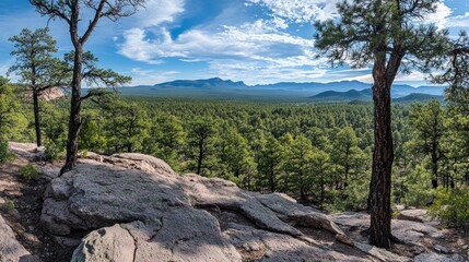 Mountainous Forest View