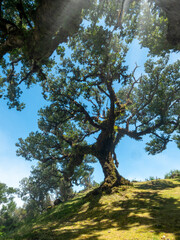 The magical laurel forest, known as the fairy garden on Madeira.