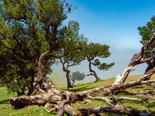 The magical laurel forest, known as the fairy garden on Madeira.