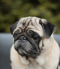 Obraz premium pug dog portrait