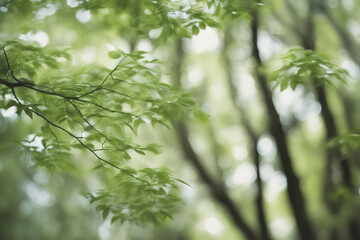 Fototapeta premium Lush green leaves swaying gently in a serene forest during a warm afternoon