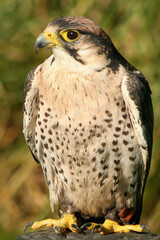 Peregrine Falcon
