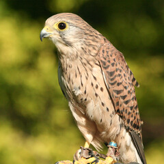 Kestrel