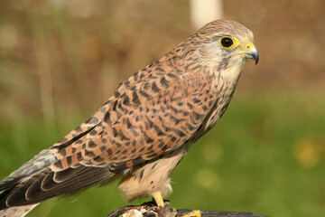 Kestrel