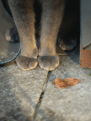 cat paws on the floor