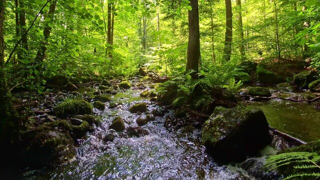idyllischer Wildwasserbach im gr&uuml;nen lichtdurchflutetem m&auml;rchenhaftem Wald mit moosbedeckten Felsen, B&auml;ume, Pflanzen, Sonnenlicht, Erholung, Landschaft, wandern, Idylle
