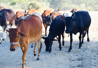 Sahiwal cattle Breed, Big cow in natural habitat, Indian cows and bulls are resting on the grass...