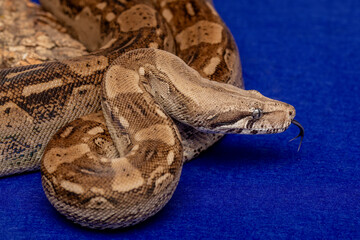 Obraz premium Boa Constrictor Snake on Blue Background - Exotic Wildlife